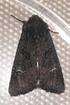 Aporophyla nigra