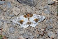 Abraxas sylvata