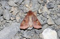 Diarsia brunnea