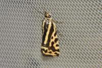 Emmelia trabealis