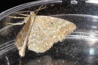 Scopula immorata