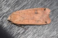 Noctua pronuba