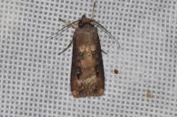 Agrotis ipsilon