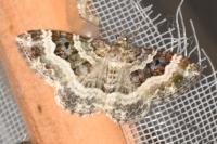 Epirrhoe alternata