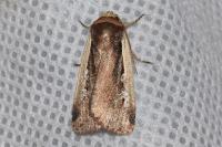 Ochropleura plecta