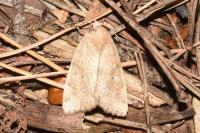 Cosmia trapezina