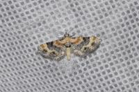 Eupithecia linariata/pulchellata/pyreneata