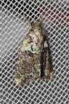 Cryphia algae