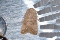 Hoplodrina ambigua