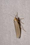Eilema caniola