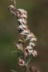 Cucullia absinthii