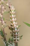 Cucullia absinthii