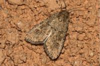 Spodoptera exigua