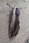Sphinx ligustri