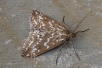 Evergestis frumentalis