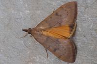 Uresiphita gilvata