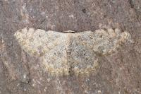 Scopula submutata roseonitens