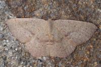 Cyclophora puppillaria