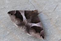 Dysgonia algira