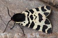 Arctia tigrina