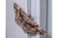 Peribatodes umbraria umbraria