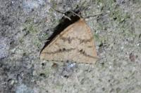 Aspitates ochrearia