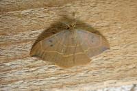 Watsonalla binaria