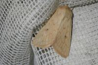 Mythimna vitellina
