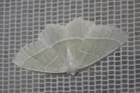 Campaea margaritaria