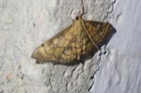 Anania verbascalis