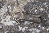 Etiella zinckenella