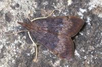 Uresiphita gilvata