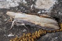 Cucullia