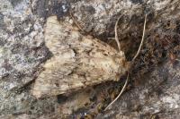 Conisania luteago olbiena