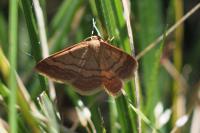 Scopula rubiginata