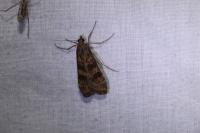 Nomophila noctuella