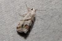 Eublemma candidana