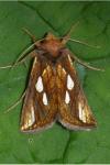 Plusia festucae
