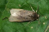 Spodoptera exigua