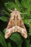 Phlogophora meticulosa