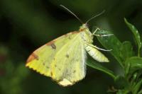 Opisthograptis luteolata
