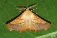 Ennomos fuscantaria