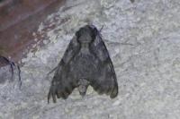 Agrius convolvuli