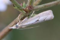 Agriphila geniculea
