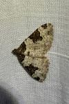 Xanthorhoe fluctuata