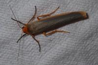 Manulea complana
