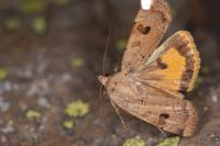 Noctua interposita