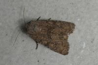 Luperina testacea
