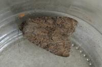 Luperina testacea