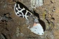 Cymbalophora pudica
